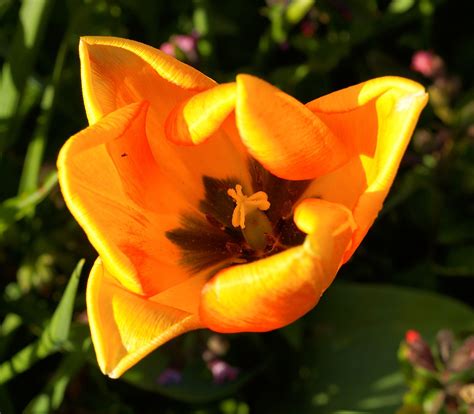 튤립 꽃 봄 Pixabay의 무료 사진 Pixabay