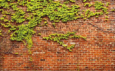 Brick Wall With Ivy Panorama Ivy Wall Brick Wall Brick Wall Background