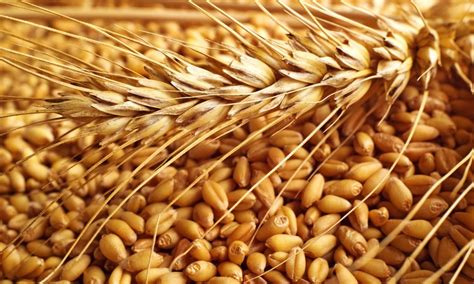 List Of Top Ten Wheat Producing States Of India