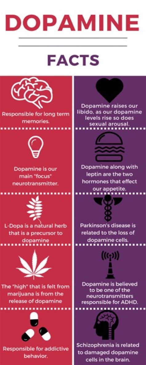 Dopamine Facts Infographic Visually