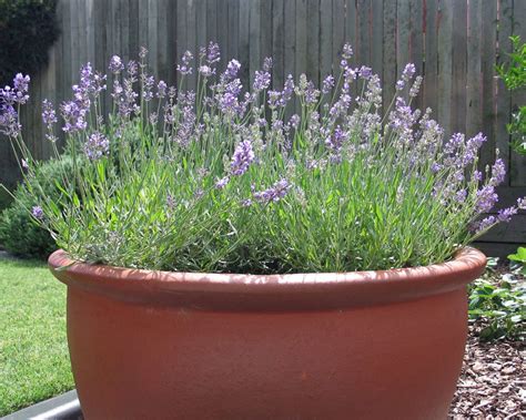 Auf jeden fall muss der gut durchlässig sein. Lavendel: das mediterrane Heilkraut aus dem eigenen Garten ...