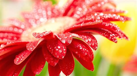 Check spelling or type a new query. HD wallpapers 1080p widescreen Flowers | Nice Pics Gallery