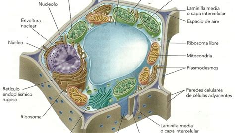 Cual Es La Estructura De La Celula Vegetal Consejos Celulares