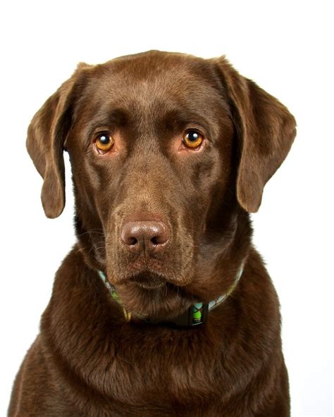 Labrador Retriever Chocolate 10 Handpicked Ideas To