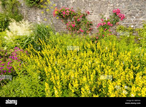 Pink Climbing Roses And Yellow Flowers In A Traditional English Garden