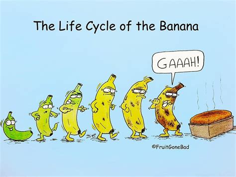 Life Cycle Of The Banana Funny Cartoon Pictures Funny Cartoons Jokes Funny Food Puns