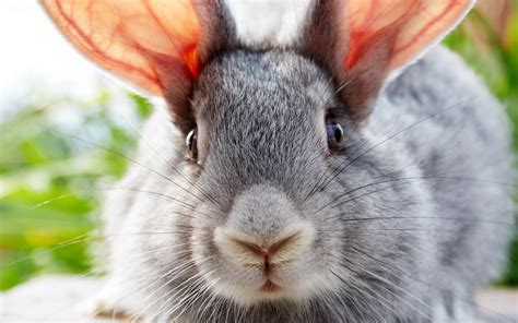 Portrait picture of a gray rabbit