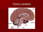 PPT - TRONCO CEREBRAL PowerPoint Presentation, free download - ID:3881356