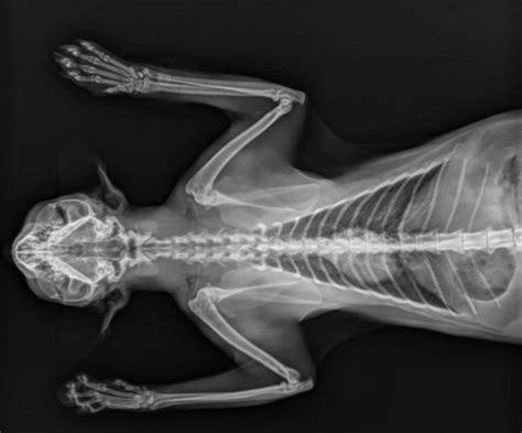 Animal X Ray Photos Stock Photos Pictures And Royalty Free Images Istock