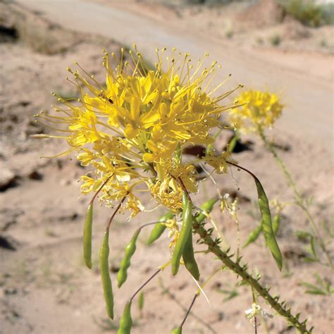 Colorado has the 5th largest diversity of bees recorded at 946 different species. Working to restore a rainbow of wildflowers in the ...