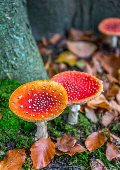 Fly Agaric Description Mushroom Hallucinogen Poisonous And Facts