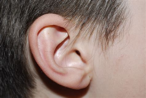 Childs Ear Free Photo Download Freeimages
