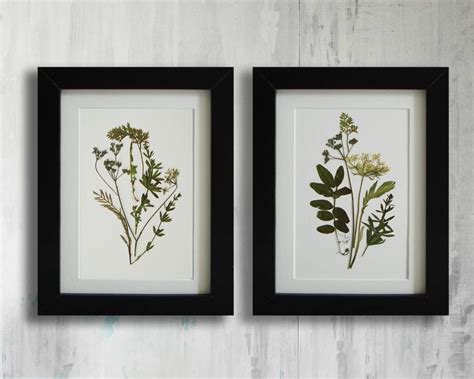 Framed Set Of 2 Herbarium Botanical Prints Artworks Real Pressed