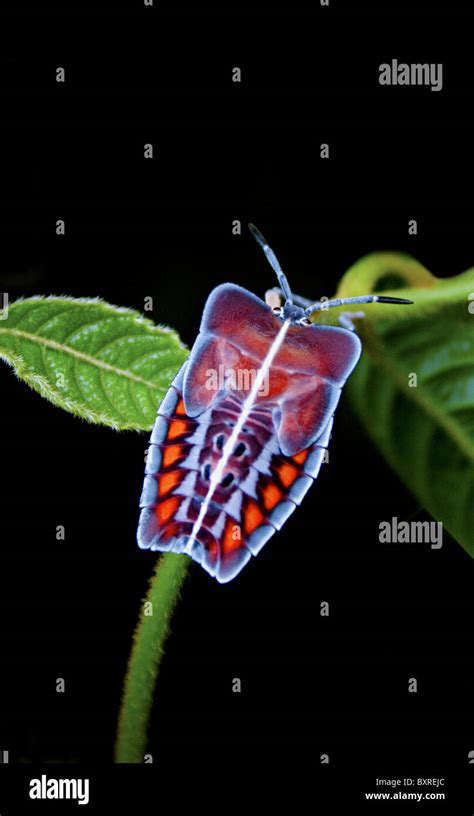 Armor Bug Stock Photo Alamy