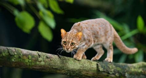 ¿cuál Es El Gato Salvaje Más Pequeño Del Mundo National Geographic