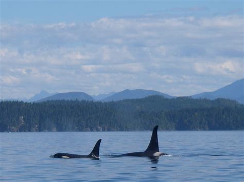 Orca Dorsal Fin Height Grizzly Bear Tours And Whale Watching Knight Inlet