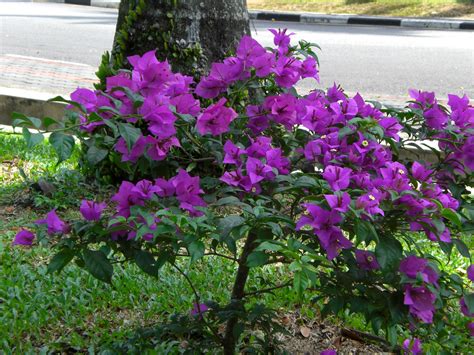 Bougainvillea glabra, the lesser bougainvillea or paperflower, is the most common species of bougainvillea used for bonsai. Bougainvillea glabra Choisy | Bunga Nama Species ...