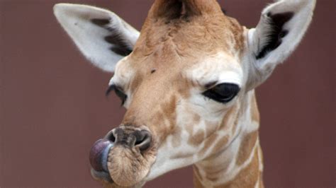 From 2008 Busch Gardens Baby Giraffe