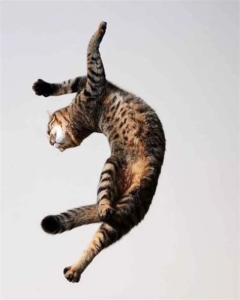 15 Of The Funniest Dancing Cat Pics Dancing Cat Cats And Kittens