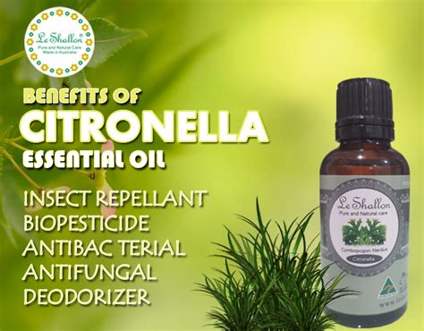 Citronella Essential Oil Citronella Essential Oil Aromatherapy