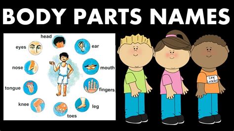 The human body consists of three parts. Human Body parts name with pictures in English and Hindi ...