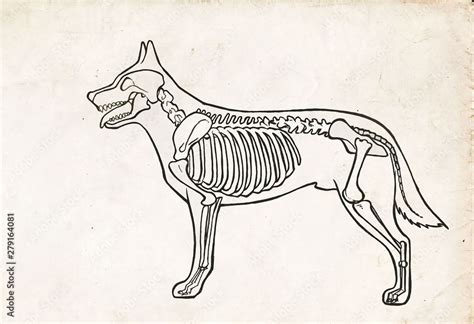 Drawing Of A Dog Anatomy Skeleton With Bones Illustration Stock