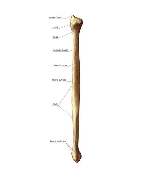 Fibula Bone Anatomy Anatomy Bones Human Anatomy And My XXX Hot Girl