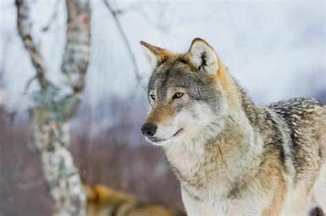 European Wolf European Wolf 9 By Canisography On Deviantart