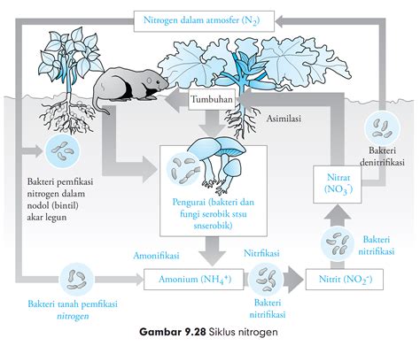 Proses Daur Nitrogen Siklus Dan Contohnya Riset