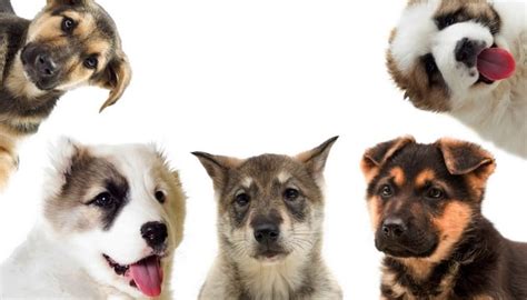 Best Dog Breed Quiz To Help You Choose Your Next Pup Top Dog Tips