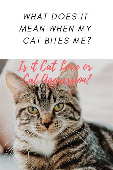 My Cat Love Bites
