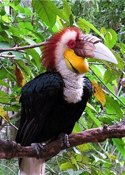 Wreathed Hornbill India Southeast Asia Pretty Birds Rare Birds