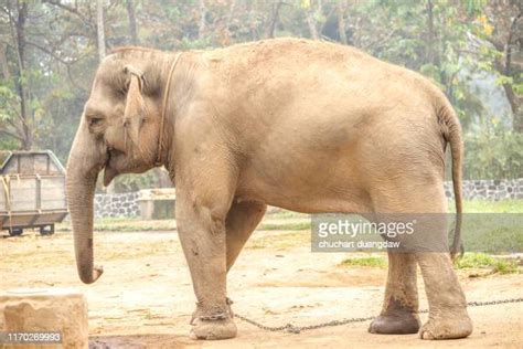 Crying Elephant Photos And Premium High Res Pictures Getty Images