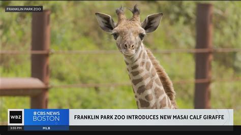 Franklin Park Zoo Introduces New Giraffe Calf Youtube