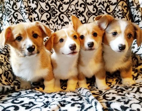 Whimsical Treasure Corgis In North Carolina Find Your Pembroke Welsh