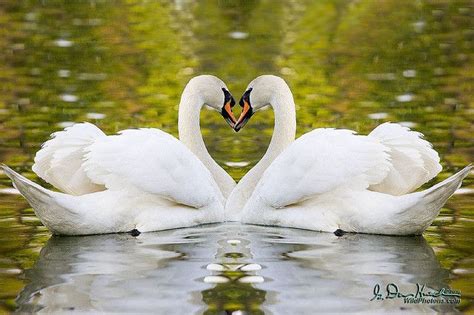 Two Parts One Heart Rare Birds Beautiful Birds Mute Swan