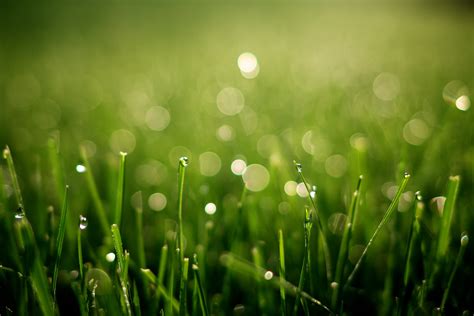 Grass Field Morning Dew Environment Green Green Color Freshness Green Grass 4k Wet