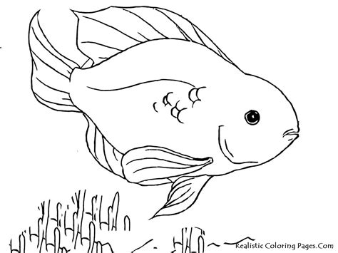 Several people are send us message to collect pictures related with old ahmedabad, realistic fish coloring pages and old ahmedabad to our galleries, this page is our way to answer that message. Parrot Fish Coloring Page at GetColorings.com | Free ...
