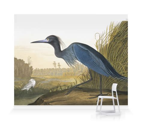 Little Blue Heron Egretta Caerulea Wallpaper Mural Surfaceview