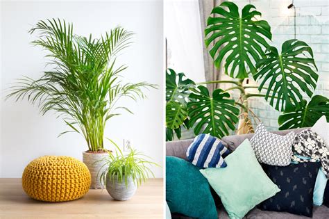 A Comprehensive Guide To Plant Decoration Ideas For Your Home 2023