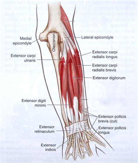 Wrist Anatomy Pictures Wrist Anatomy Tendons Extensor Pollicis Longus Elbow Anatomy Physiology