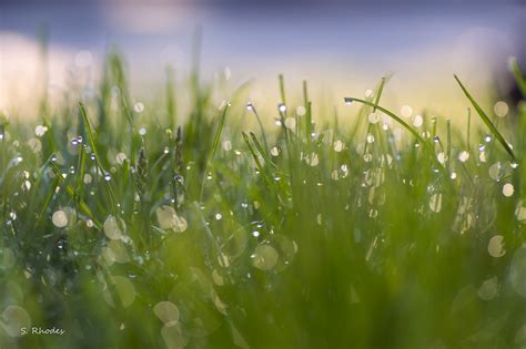 Wallpaper Sunlight Water Nature Field Green Bokeh Dew Leaf