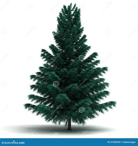 Single Spruce Pine Tree Royalty Free Stock Images Image 37350369