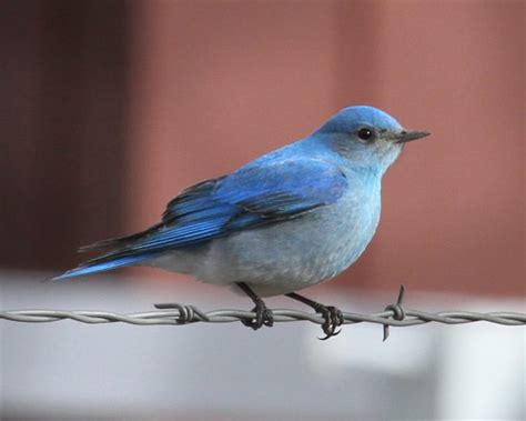 Mountain Bluebird Birdspix
