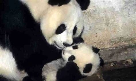 4 Reasons Why Giant Pandas Need Protection Explained