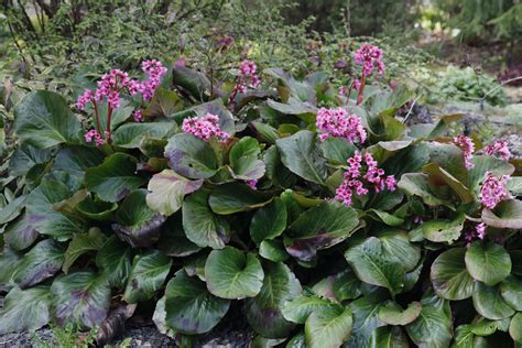 Bergenia Plants Provide A Focal Point In Deep Shade Shade Plants