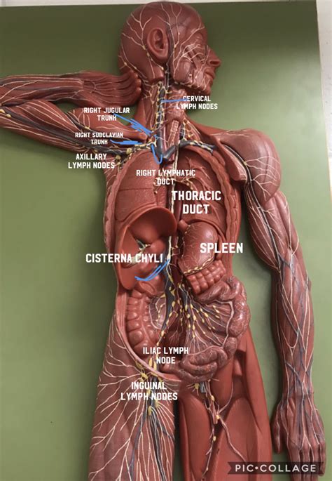 Pin By Alexis Marie Mancini👑💋🍾💅🏻 On Aandp 2 Models Labeled Basic Anatomy And Physiology Human