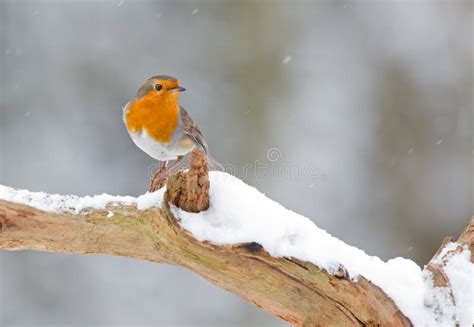 Winter Robin Bird Stock Image Image Of Rubecula Close 35333815