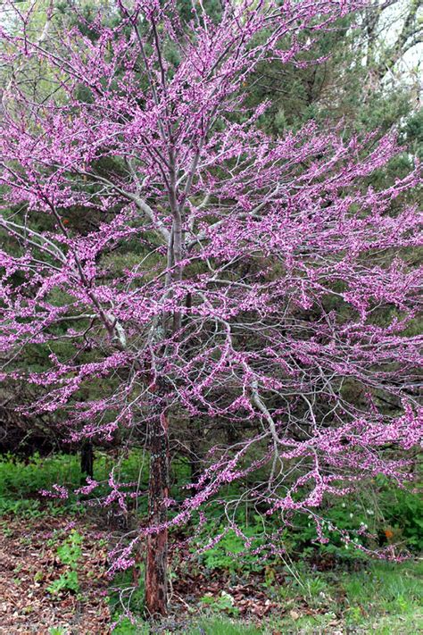 It's a wide spreading mounded tree. Small Flowering Trees: A dozen native species for limited ...