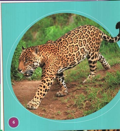 Es Un Jaguar Its A Jaguar Bumba Books En Español Animales De La